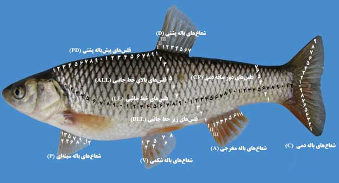 ریخت‌شناسی ماهی‌ها